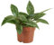 Bloomique - Hoya Rangsan - Wachsblume - Hängepflanze - Zimmerpflanzen - Pflegeleicht - 15-20 cm hoch - Topf 12 cm