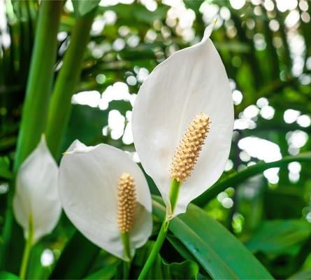 100 semillas de flores de espatifilo blancas