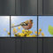 Vogel Sichtschutz Zaunstreifen - Motiv Bird Life -3er Pack inkl. 6 Klemmschienen in transparent