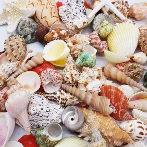 Muscheln zum Basteln, Natur Muscheln, Gemischte Ozean-Muscheln, 90 Stück Natürliche Muscheln Deko mit Aufbewahrungsbox, Für Vase Füllstoffe, Strand Thema Party Hochzeit Dekor, Kerze Herstellung