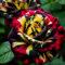 Rose, farbenfrohe, winterharte und hochwertige Blumenzwiebel, Innen- und Gartendekoration, elegant und schön-1 zwiebel-C