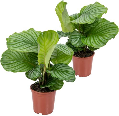 Bloomique - 2er Set - Calathea Orbifolia - Korbmarante -Zimmerpflanzen - Pflegeleicht - Luftreinigend - Haustierfreundlich - Höhe 40-50 cm - Topf 14 cm