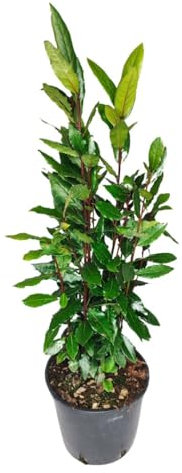 I Giardini di Giulia | Alloro Laurus Nobilis Ø18 H.100 | Pianta Aromatica Sempreverde | Ideale per Siepi, Giardini e Terrazzi | Facile da Coltivare