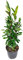 I Giardini di Giulia | Alloro Laurus Nobilis Ø18 H.100 | Pianta Aromatica Sempreverde | Ideale per Siepi, Giardini e Terrazzi | Facile da Coltivare