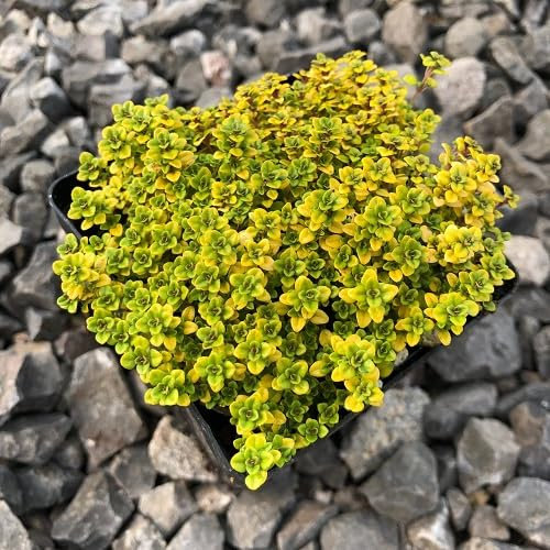 100 semi di fiori di timo strisciante giallo