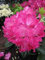 Rhododendron hybr. Germania
