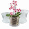 WDragon Clear Orchid Pot,11cm 14cm 17cm Plastic Plant Pots with Holes and Saucers,Nursery Pots for Orchid Repotting Kit (6, 2 each of 11,14,17cm)