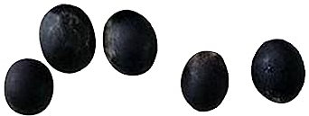kiskick Bodhi-Baum-Samen, 5 Stück/Beutel, leichte, immergrüne, ineinander verschlungene Wurzel-Bonsai-Garten-Ficus-Religiosa-Samen zum Pflanzen Bodhi-Samen