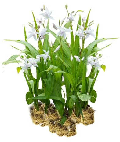 vdvelde.com - Japanische Orchidee Weiß - 15 Stück - Lose Stecklinge - Bletilla Striata Alba - Hyazinthenorchidee - - 15 Sumpfpflanzen für 1m² - Ausgewachsene Höhe: 50 cm - Platzierung: -1 bis -10 cm
