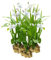 vdvelde.com - Japanse Orchidee Wit - 15 stuks - Losse Pluggen - Bletilla Striata Alba - Hyacint Orchidee - • 15 moerasplanten voor 1m² • Volgroeide hoogte: 50 cm • Plaatsing: -1 tot -10 cm