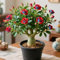 Rosa del desierto - Plantas resistentes a la sequía y al calor - Plantas suculentas con flores en maceta - Se pueden plantar en interiores y exteriores - Crecimiento rápido-1bulbos-D