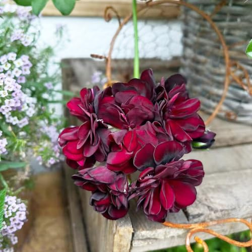 geranien balkon garten gartensamen pflanzensamen exotisch gartenblumen mehrjährig winterhart zimmerbonsai bonsai topfpflanzen echt frühlingsblumen kräuterpflanzen wildblumensamen 20samen