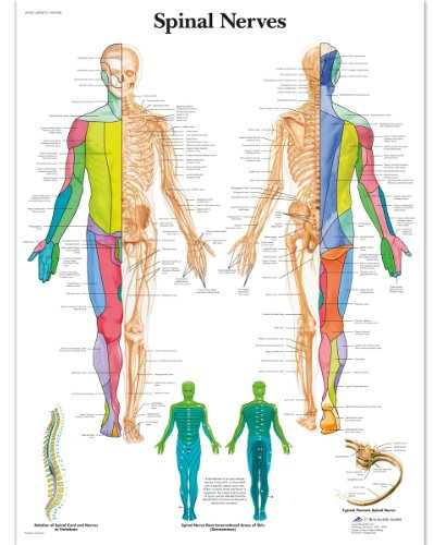 3B Scientific 1001588 Scientific Lehrtafel Spinal Nerves Nervensystem, Englisch, Laminiert