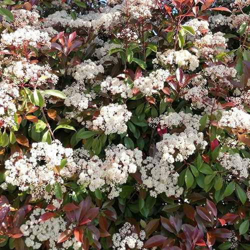 Photinia Red Robin, 15 piante con altezza 40/60 cm, vaso Ø8, Siepe con foglie rosse e fiori bianchi