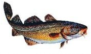 AUFKLEBER DORSCH (Groß - Länge ca: 23cm)