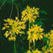 Allium flavum ca. 9x9 cm Topf - Gelber Lauch, gelbe Blüten, Blütezeit Juni-Juli, ideal für Steingärten, bienenfreundlich, pflegeleicht