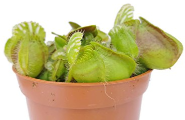 Cephalotus Follicularis - Zwergkrug - blühfähige fleischfressende Pflanze, eine sehr schöne Rarität von Fangblatt