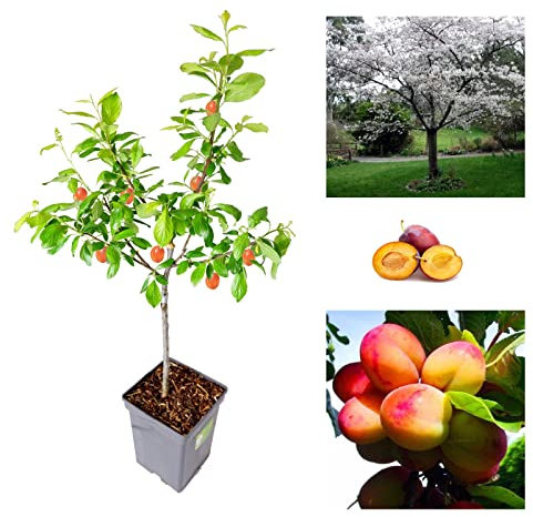 Plum Tree - Sweet Orange Plum - Patio Fruit Tree 2-4ft in 5 Litre Pot - High Yielding (1 Plants)