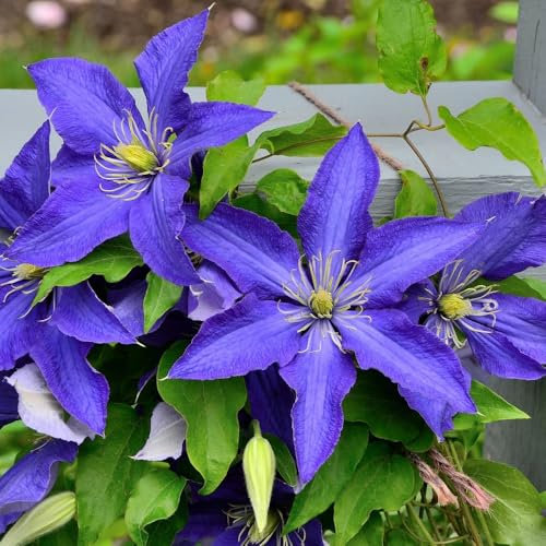 Clematis 'Rhapsody' - Compact Climber with Sapphire Blue Flowers, Ideal for Containers and Garden Trellises - Flowering Easy to Grow - 1x 3 Litre Pot by Thompson and Morgan