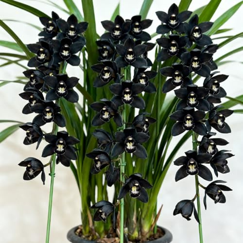 Exklusive Geschenke-Naturmotiv-Schick-Edel-Elegant-Cymbidium -3zwiebeln-B