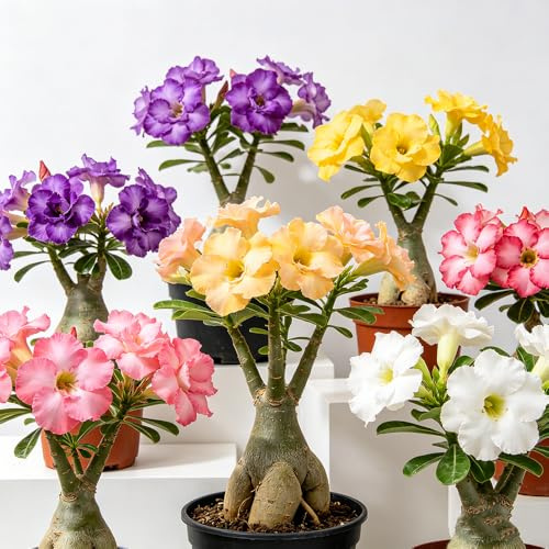 rizomi di rosa del deserto, giardino balcone con tappezzanti varietà antiche interno di resistenti 2pcs