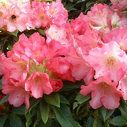 Rhododendron 'Surrey Heath' - Kompakter Wuchs mit attraktiven rosa Blüten - 25-30 cm Topf