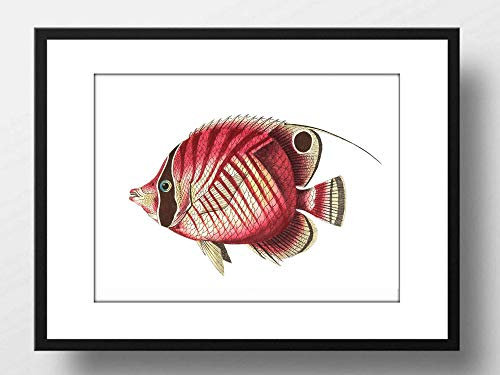 Din A4 Kunstdruck ungerahmt - Fisch Schmetterlingsfisch Retro Vintage Meerestier Ozean Maritim Rot Zeichnung Badezimmer Druck Poster Bild