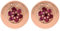 XEN Ohrstecker mit Rhodolith ca. 0,31 ct. rosèvergoldet