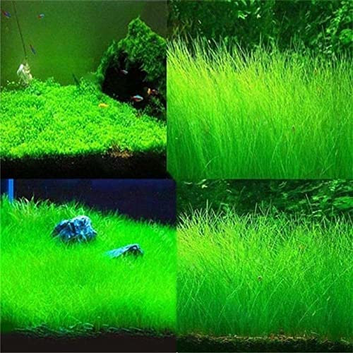 Haloppe 600Pcs Acqua Erba Fiori Piante Semi per la casa Giardino Piantare, Acquatici Acqua Erba Semi di piante Serbatoio di pesce Acquario Paesaggio Decorazione Semi di erba acquatica