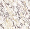 Papier Peint Marbre Beige Jaune,40 X 400cm Papier Peint Marbre Blanc et Marron Papier Peint Adhesif pour Meuble Papier Peint Adhesif Mural Cuisine Papier Peint Adhesif pour Chambre,Salon,Toilette