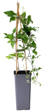 mgc24 Kletterpflanze Clematis Nelly Moser Waldrebe im 2l-Container 2 Pflanzen