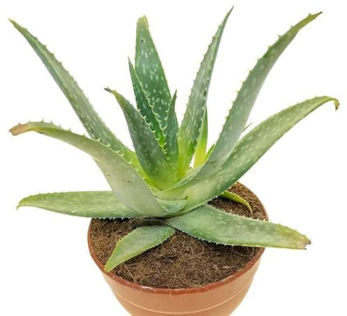 Aloe maculata Aloe saponaria pianta officinale in vaso ø18 cm pianta grassa sempreverde MADE IN ITALY Vivaio di Castelletto
