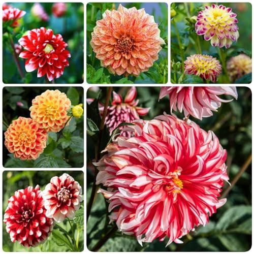 4 pcs dahlien knollen kaufen winterhart - gartenarbeit blumendeko gartenpflanzen bonzai dahlie dahlia kleine geschenke zwiebel wildblumen blumen geschenk exotische pflanzen winterhart