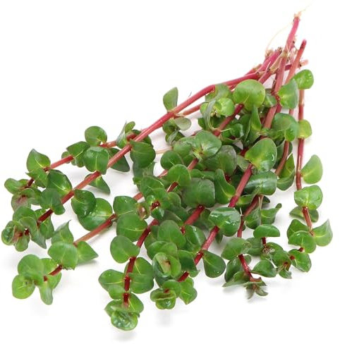 K2AQUA Rotala Rotundifolia Red Loose Plants Live Aquarium Plant Green to Intense Red Leaves Easy Care Low Maintenance Midground Background Tropical Freshwater Tank Natural Decoration Beginner Friendly