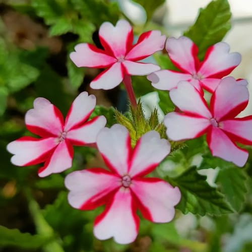 verbena ibrida - esotico facile coltivare decorazioni giardino per 250semi