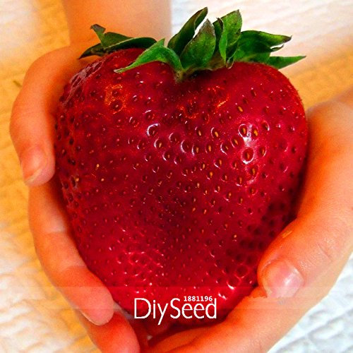 Venta! Rarest Semillas de la herencia Súper Gigante Japón rojo de la fresa orgánicos, 100 PC/porción, dulce de fruta jugosa, VKAXTV