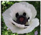 Papaver orientale Royal Wedding - Türkischer Mohn Royal Wedding - 20 Samen