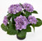 Hortensienbusch Deluxe 42cm lila im Topf LM Kunstpflanzen Kunstblumen künstliche Pflanzen Blumen Hortensie