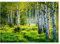 WallArena - Vlies Fototapete Birkenwald Wald Birken Sonne Natur 3D EFFEKT 368x254 cm - Fototapeten - Tapeten - für Wohnzimmer Schlafzimmer - Vliestapete Wandtapete Tapete 3D Effekt- inkl. Kleister