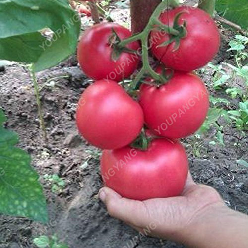 Herencia de tomate de árbol gigante 200 Delicious Seeds nutritivo frutos comestibles de color caqui oscuro