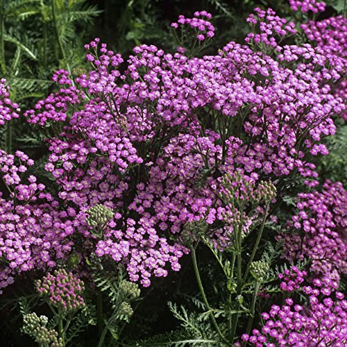 schafgarbe samen mehrjährig,Achillea millefolium,blumensamen,Seltene Pflanzen serie,bienenweide saatgut mehrjährig nachhaltiges geschenk wildblumen gartenblumen 150 Stück