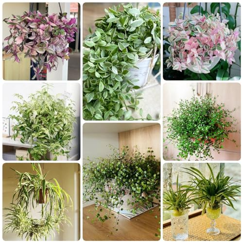 200 Pcs Grünlilie Samen, Grünlilien Dachbegrünung Samen, Nachhaltige Geschenke (Chlorophytum Comosum) Winterharte Kübelpflanzen, Exotische Pflanzen Winterhart Herbst Dekoration, Winterharte