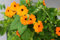 100 Samen Schwarzäugige Susanne Orange Thunbergia alata Kletterpflanze Garten Zaun