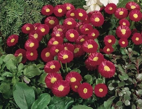 25 Graines Granulé Bellis Graine Speedstar Carmine pâquerette