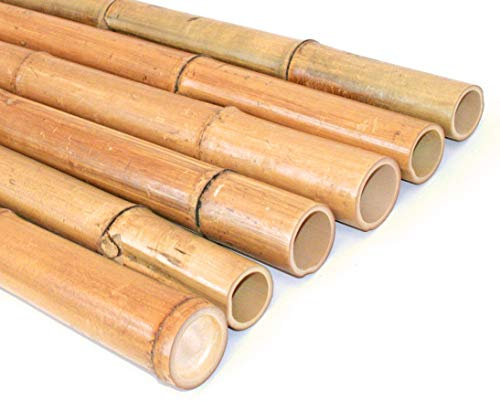 tube de bambou Moso 200 cm Gelbbraun par. 5 à 6 cm, hitzebehandelt – Tube de bambou Bambou lattes Bambou Bambou colorées Demi coque tiges en bambou