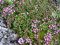 Thymus serpyllum 'Coccineus' Garten-Thymian Staude im Topf gewachsen (5 Stück)