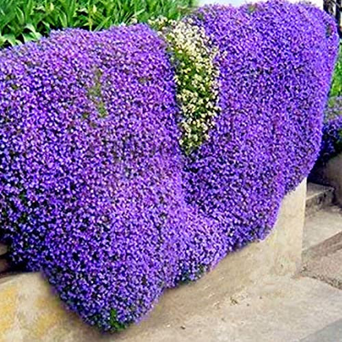 Saterkali Semi di crescione, 300 Pezzi Tappeto tappezzante da Giardino Tappeto perenne Fiore Pianta Decor Semi di crescione di Roccia Viola Chiaro Semi di crescione