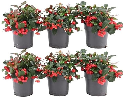 Plants by Frank Gaultheria Procumbens 'Big Berry'', 6er-Set, Ø 12 cm | Rote Teppichbeere, Bodendecker, Grabbepflanzung Winterhart, Herbst Pflanzen, Gartenpflanzen, Topf 12 cm, Höhe: 20 cm