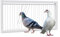 BREUAILY Bird Cage T-Trap Door Iron Pigeon Door Birdcages T- House Door Pigeon Bird Entrance Door for Pet Bird Pigeon Easy Installation (50cm)