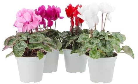 KENTIS - Set di 4 Ciclamini - Piante Vere Fiorite da Interno e Esterno - Pianta di Ciclamino Vera - Appartamento Balcone Terrazzo - Vaso Ø 14 cm